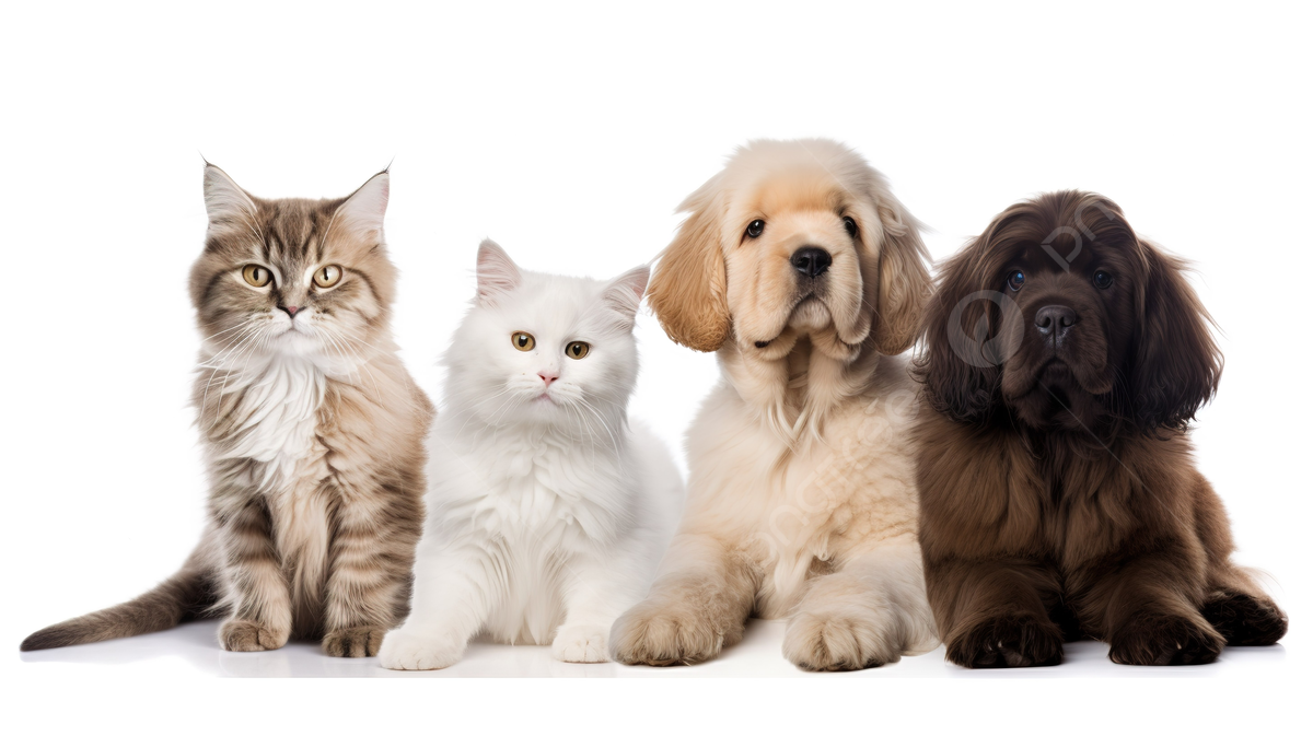 pngtree-five-different-cats-and-dogs-sitting-next-to-each-other-picture-image_3102259.jpg__PID:e3bf35af-11c3-427c-a6d1-51a10622b37a